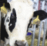 220 федеральных грантов выделили на развитие фермерских хозяйств в Подмосковье за 7 лет - Дмитровский вестник
