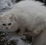 Скачки давления и снег ожидаются в Московском регионе с 26 марта - Дмитровский вестник
