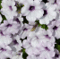 white-212747_960_720.jpg - Дмитровский вестник