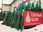 В Дмитровском округе заработали ёлочные базары! Самое время выбрать себе лесную красавицу на Новый год