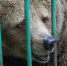 Огромный черный медведь почесал живот в лесах под Дмитровом и попал на камеру - Regions.Ru