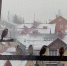 «Кто последний?»: терпеливые воробьи выстроились в очередь к кормушке в Дмитрове - Regions.Ru