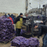 Рекордный урожай в Новосиньково: агрофирма собрала более 50 тысяч тонн овощей и кормов - Regions.Ru